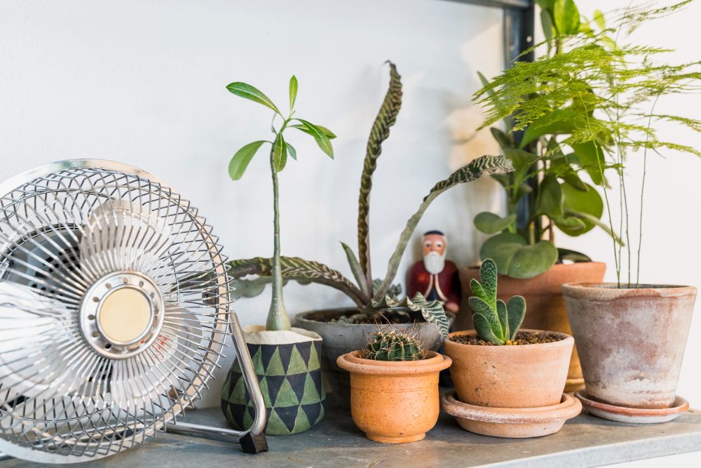Enhance Your Home Decor Dramatically with These 5 Houseplants